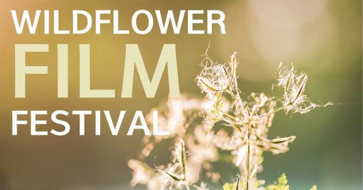 Wildflower Film Festival (들꽃영화제)